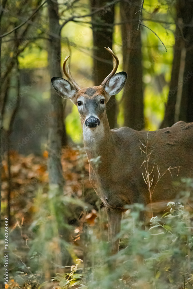 A white-tailed deer buck stands in the middle of a New Jersey forest during autumn A white-tailed deer buck stands in the middle of a New Jersey forest during autumn