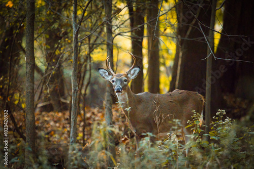 A white-tailed deer buck stands in the middle of a New Jersey forest during autumn