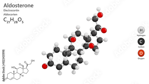 Molecule of Aldosterone (C21H28O5) is a pregnane-based steroidal hormone,secreted by the adrenal cortex that regulates electrolyte and water balance. Model: Ball and Stick. White back. 3d illustration photo