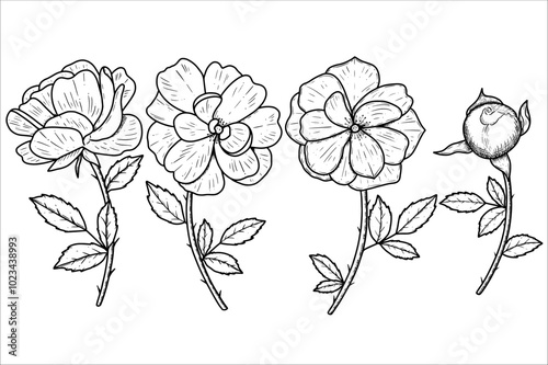 Hand drawn tea rose buds. Vector illustration