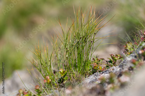 Juncus trifidus - is a flowering plant in the Juncaceae family. Juncus trifidus is a unique plant of the Carpathian highlands. photo