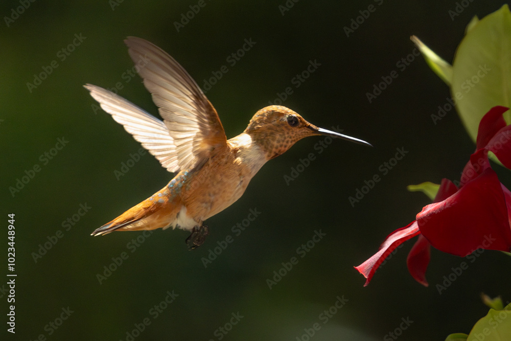 Rufous Hummingbird Enjoying the Red Mandevilla. Rufous Hummingbird Enjoying the Red Mandevilla.