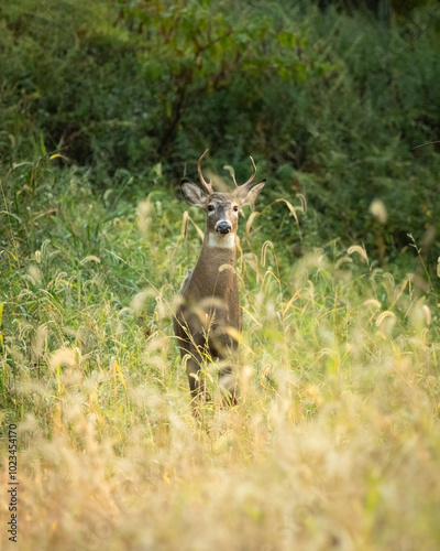 A large white-tailed deer buck stands in tall grasses in a forest in New Jersey during autumn photo