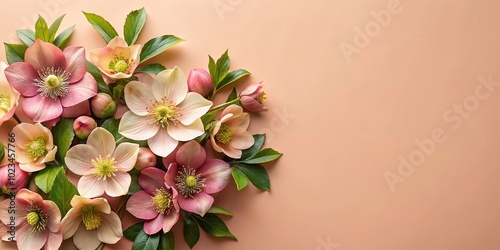 Wallpaper Mural High angle floral composition with hellebore flowers on peach salmon background Torontodigital.ca