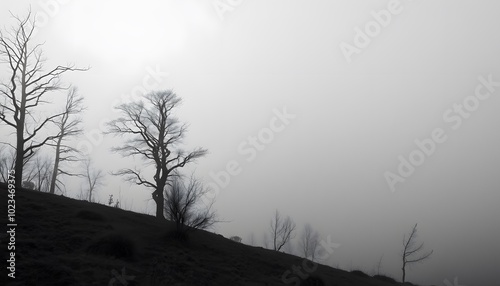 Misty Hill with Bare Trees in a Foggy Landscape photo