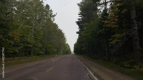 road in the forest foggy