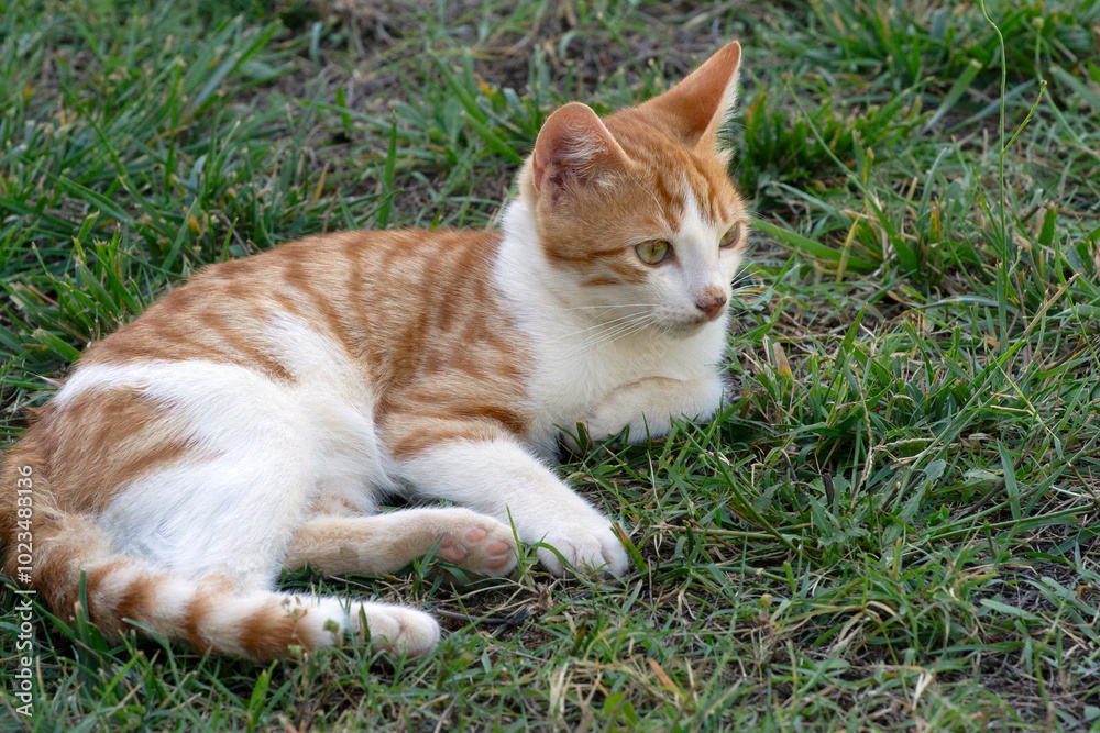 orange white kitten lying on the grass, curiously looking at something orange white kitten lying on the grass, curiously looking at something