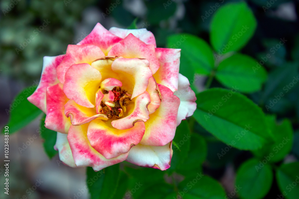close up of Grandiflora rose (Rosa 'Wekdocpot' - Dream come true) in the garden. sunny day. Selective focus close up of Grandiflora rose (Rosa 'Wekdocpot' - Dream come true) in the garden. sunny day. Selective focus