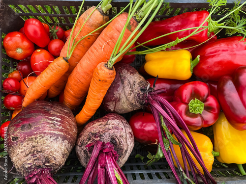 box with harvest of fresh organic bright vegetables on green grass close-up, tomatoes and peppers, carrots and beets