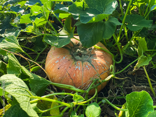ripe orange organic pumpkins in the garden close-up photo