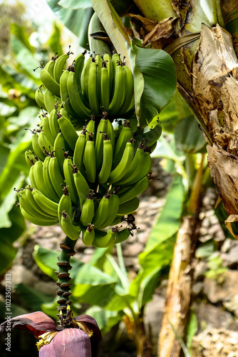 Bananeraie photo