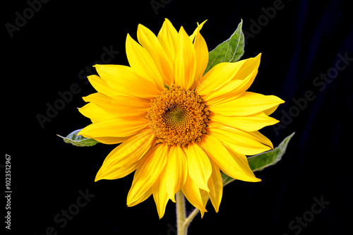 sunflower and black background