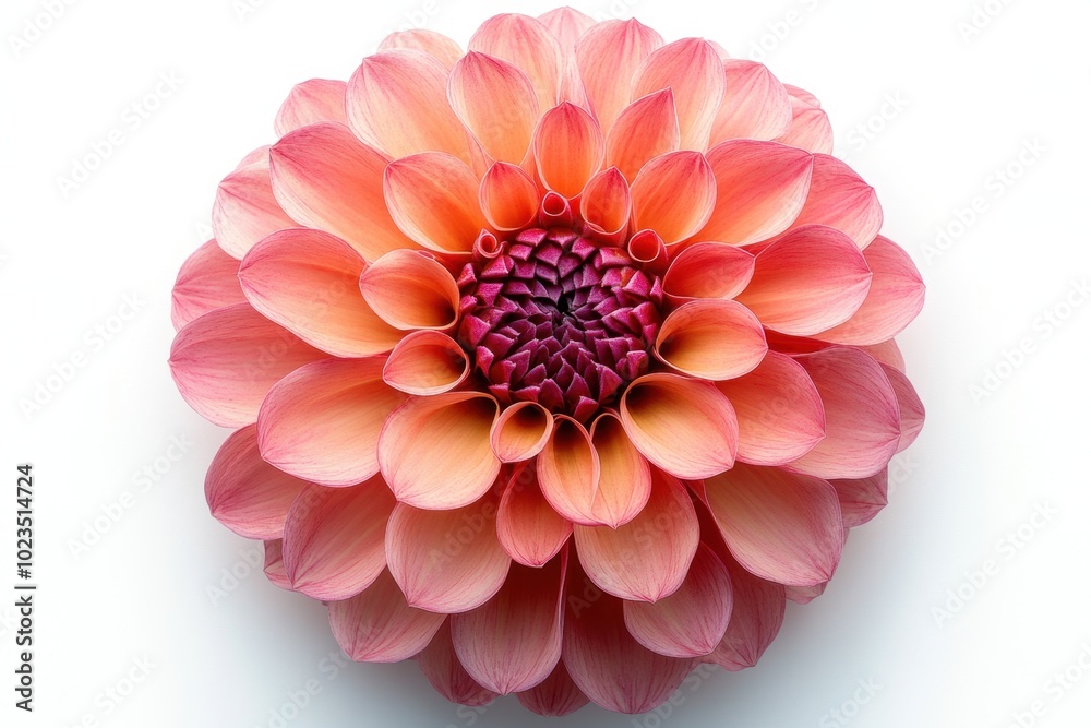A single vibrant flower in full bloom, displaying its petals and colors beautifully, isolated on white background. A single vibrant flower in full bloom, displaying its petals and colors beautifully, isolated on white background.