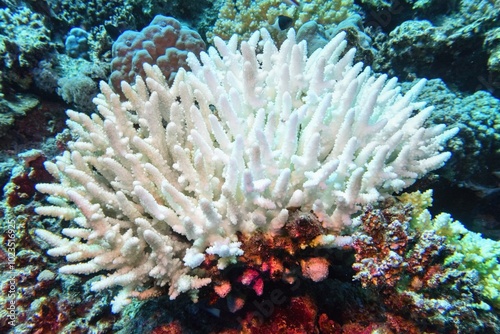 Coral bleaching of Acropora hard corals - process when corals become white. Global warming impact.