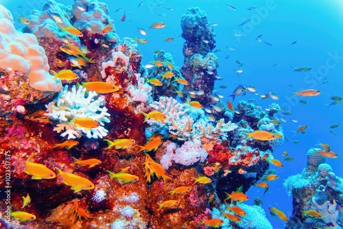 Fototapeta Naklejka Na Ścianę i Meble -  Tropical coral reef with diversity of hard corals and shoal of coral fish