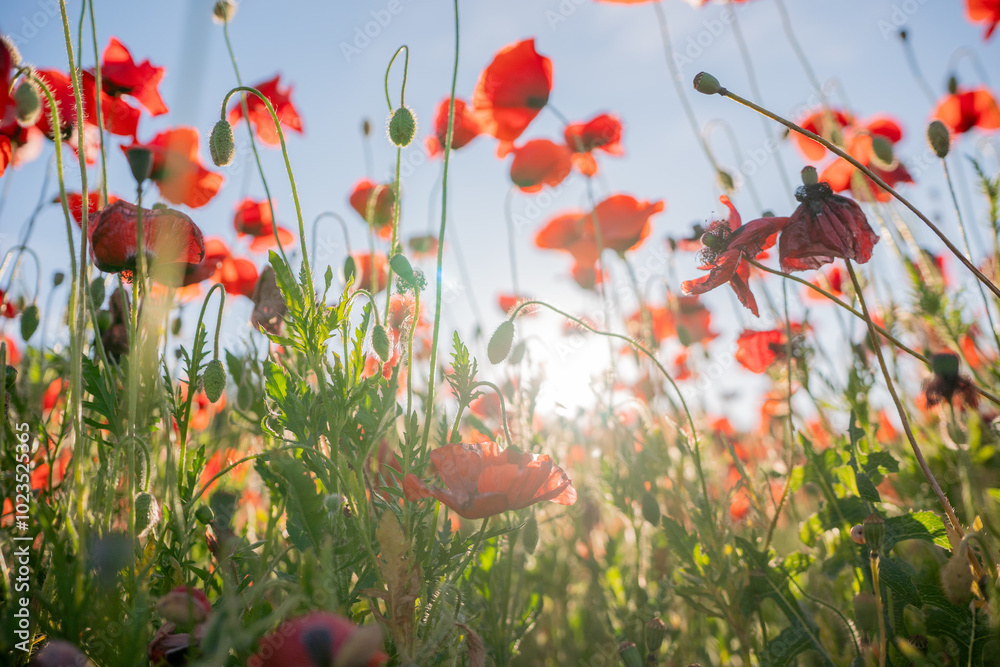 Obraz premium Red Poppies Blooming in a Field Under a Sunny Sky