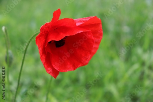 red poppy in the field