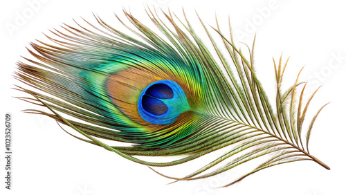 A peacock feather isolated on transparent background photo