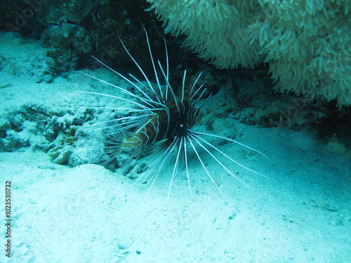 Lionfish Pterois in Mediterranean Sea photo