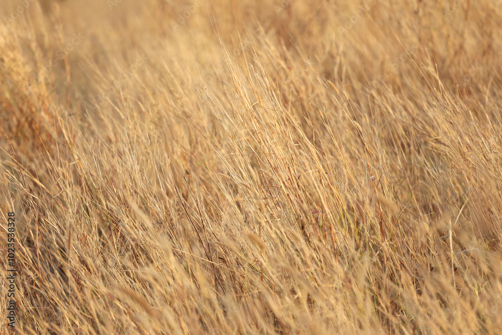 Golden Field of Tall Grass in Soft Natural Light Golden Field of Tall Grass in Soft Natural Light