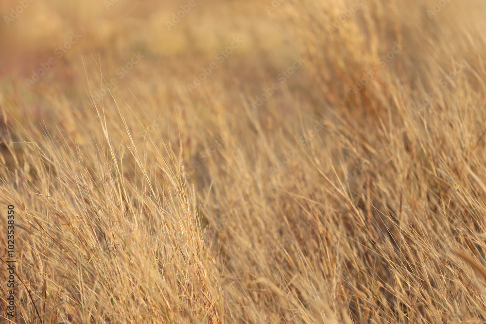 Golden Grasses in Soft Afternoon Light Golden Grasses in Soft Afternoon Light