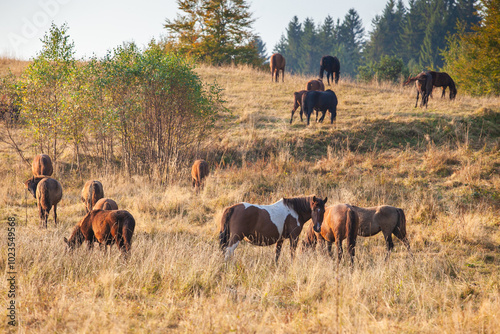 Konie huculskie na łące w Regietowie w Beskidzie Niskim.
