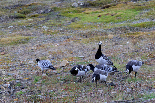 Group of Barnacle Goose near Longyearbyen, Svalbard Islands photo