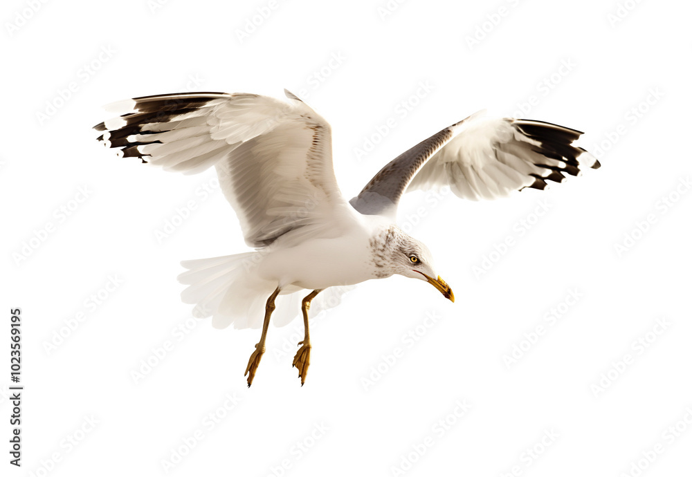 Fototapeta premium Seagull on white background