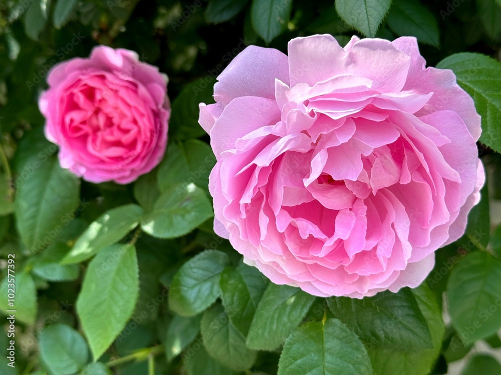 Affectionate pink rose flowers in garden Affectionate pink rose flowers in garden