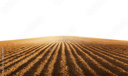Expansive view of golden furrows in a field under a clear isolate on transparent background, cutout, png