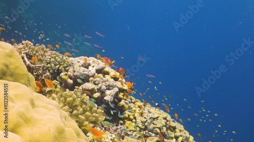 Tropical Fish on Vibrant Coral Reef