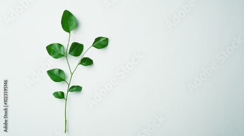 A Single Sprig of Green Leaves Against a White Background