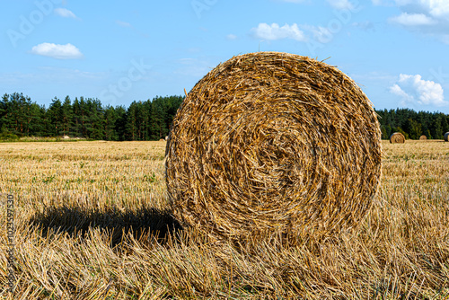Close-up of a round bale of straw on an agricultural field after the grain harvest, end view. The cut shows the texture and detail of the straw-roll. Bright sunny side light on a summer evening