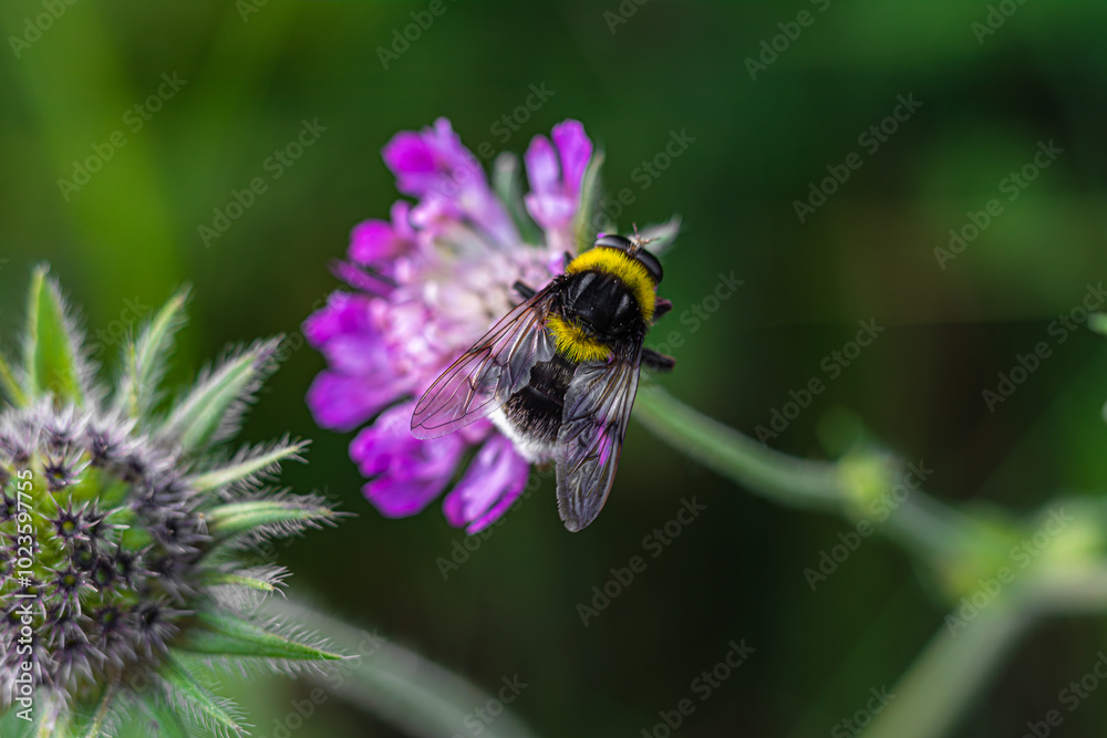 Arctophila bombiformis hoverfly bumblebee mimic Arctophila bombiformis hoverfly bumblebee mimic
