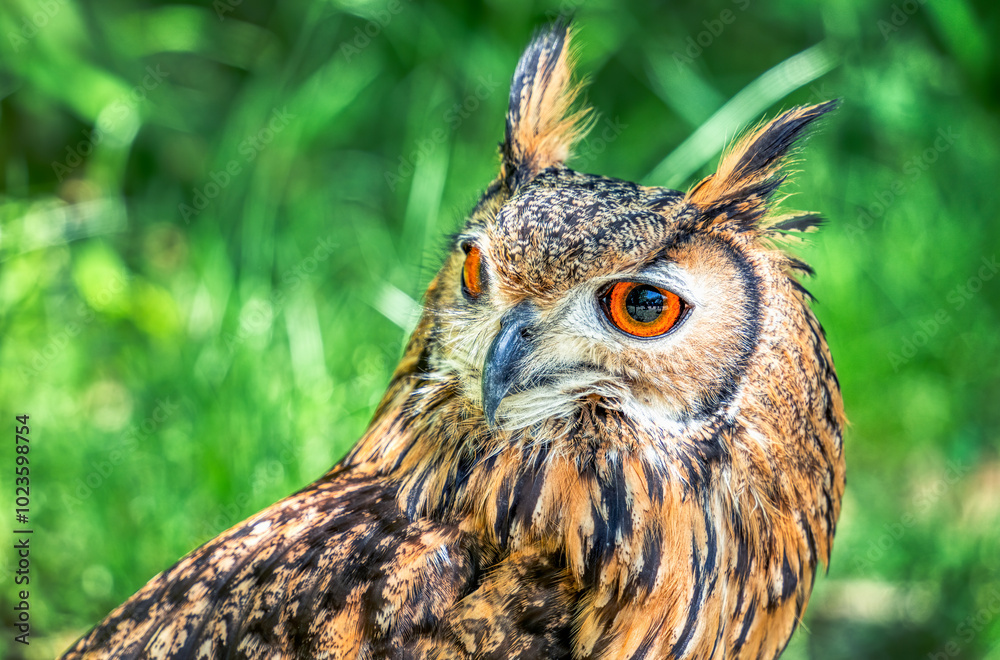 Fototapeta premium Detailed portrait with a Eurasian eagle owl (Bubo bubo) on green blurred background.