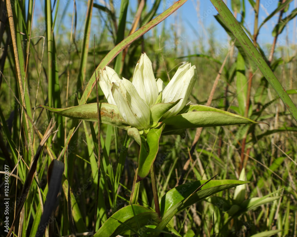 Obraz premium Gentiana flavida (Yellow Gentian) Native North American Wildflower