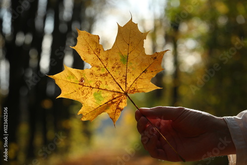 Yellow autumn maple leaf in young man hand on a forest background. Photo 7 October 2024 year.