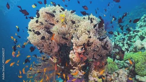 Tropical Fish on Vibrant Coral Reef