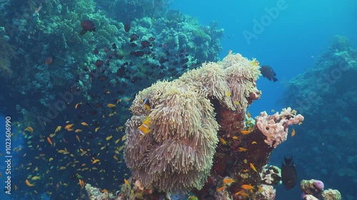 Tropical Fish on Vibrant Coral Reef