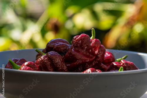 Brown hot chili trinidad scorpion after harvesting phase with garden bokeh background photo