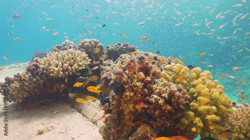 Tropical Fish on Vibrant Coral Reef