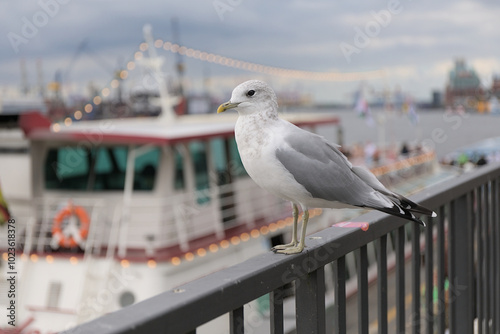 Curious seagull perches on a railing overlooking Port of Hamburg with fairy lights of a tour boat in the bokeh background.