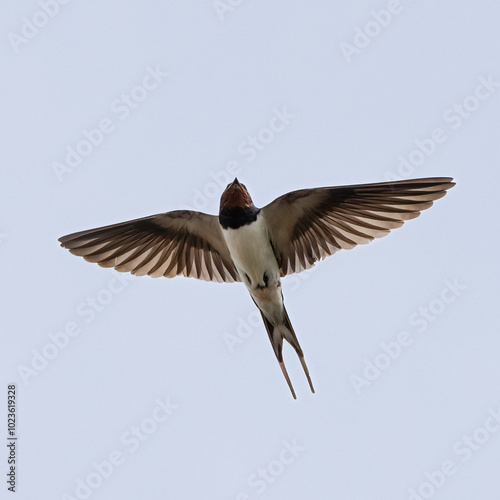 Barn swallow