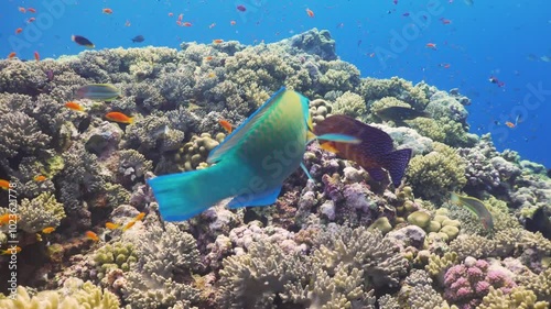 Tropical Fish on Vibrant Coral Reef
