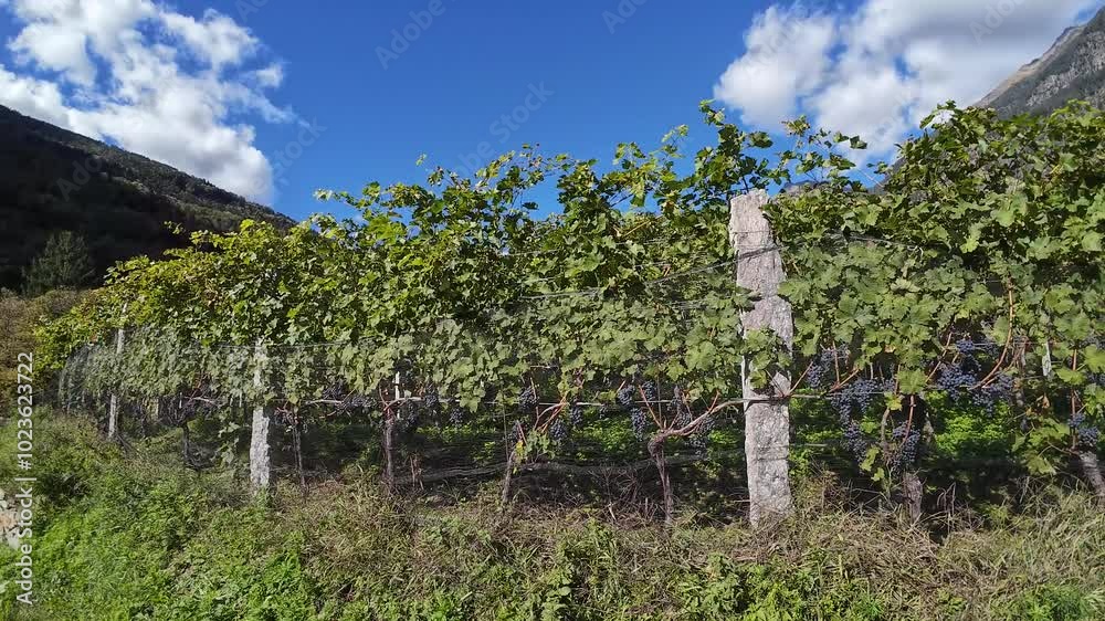 wine production in Canton Ticino, Switzerland wine production in Canton Ticino, Switzerland