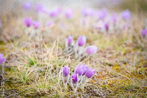 Violet spring easter Pasque flowers (Pulsatilla patens) on the meadow. Europe, Czech Republic.