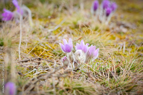 Violet spring easter Pasque flowers (Pulsatilla patens) on the meadow. Europe, Czech Republic. photo