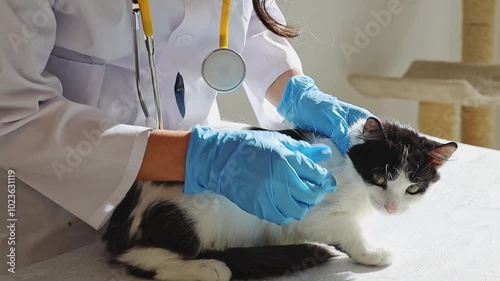 A veterinarian student in the clinic examines a kitten's fur for fleas.