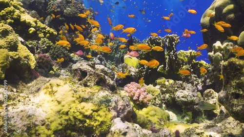 Tropical Fish on Vibrant Coral Reef
