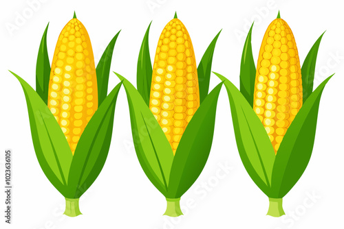 Vector of illustration corn on white